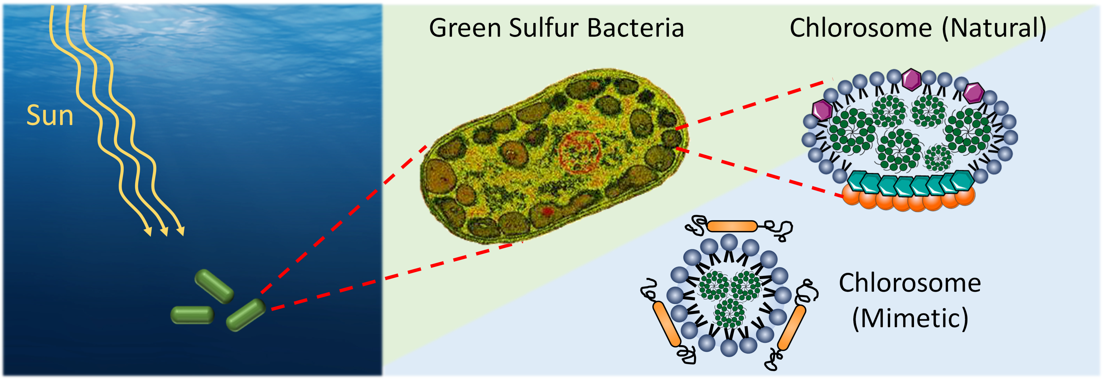 Deepsea bacteria inspire researchers to develop new ways to see, treat